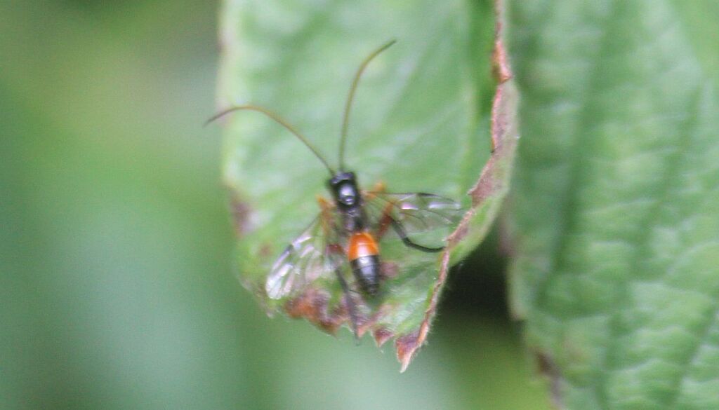 Scolobates auriculatus
