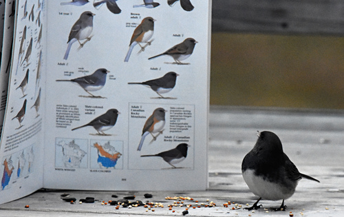taxonomy_inaturalist image for Junco hyemalis