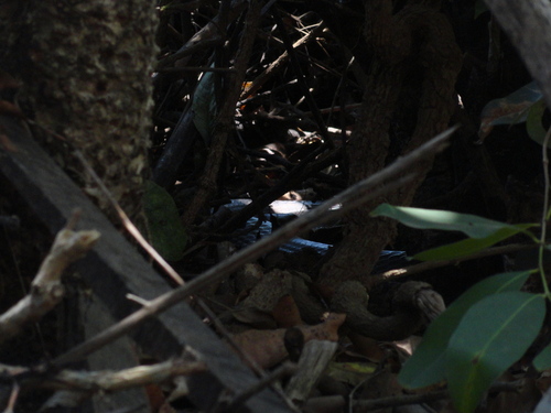 Western Ghats King Cobra