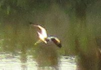 Ixobrychus minutus payesii