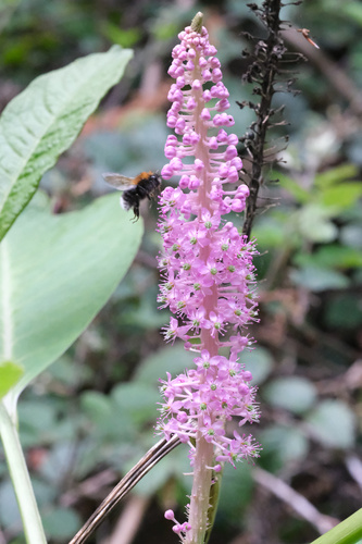 Phytolacca polyandra (Phytolacca polyandra)