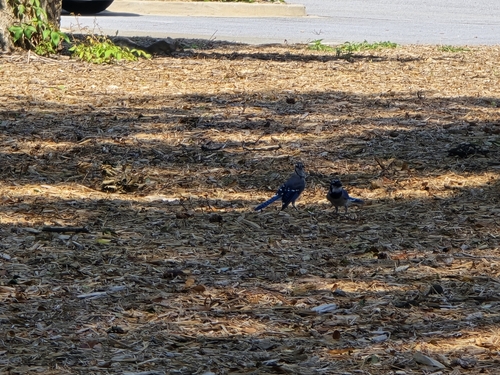 Blue Jay photographed in South Carolina