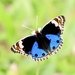 Blue Pansy - Photo (c) mike999, some rights reserved (CC BY-NC)