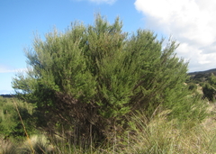 Kunzea linearis
