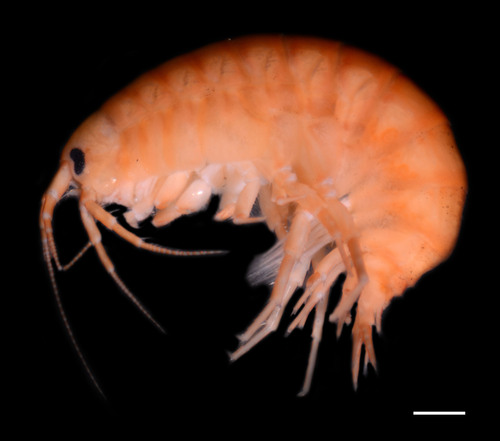 Gammarus jenneri