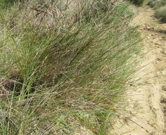 Muehlenbeckia complexa complexa