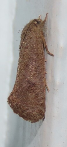Heppner's Grass Tubeworm Moth photo 3