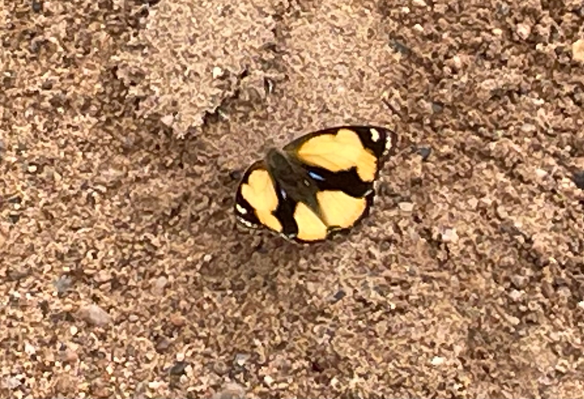 Yellow Pansy