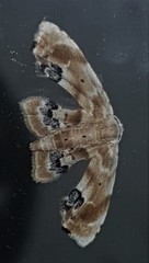 Holocryptis phasianura