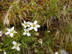 Arenaria ciliata