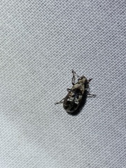 Euparius