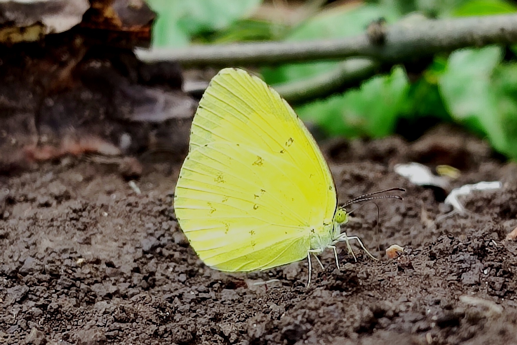 Common Grass Yellow