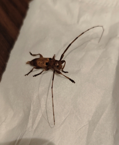 Acalolepta sublusca