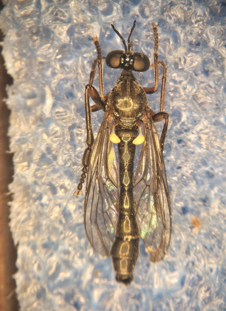 Stripe-legged Robber Fly from Erie, PA 16507, USA on June 20, 2025 at ...