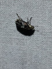 Euparius