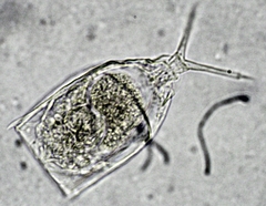 Lecane crepida