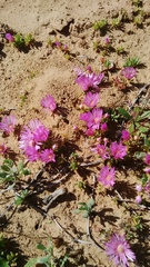 Lampranthus sociorum