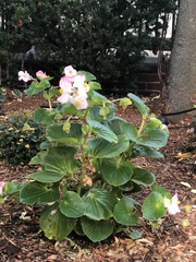 Begonia