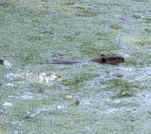 American Beaver photographed in Arizona
