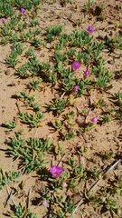 Lampranthus sociorum