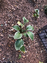 Hosta