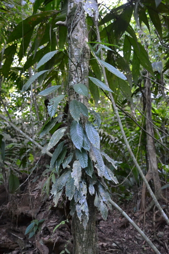 Rhodospatha wendlandii · iNaturalist