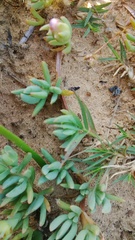 Lampranthus sociorum