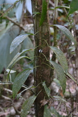 Monstera glaucescens