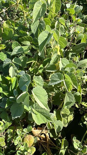 Abutilon incanum observed 2025-06-20