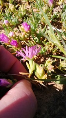 Lampranthus sociorum