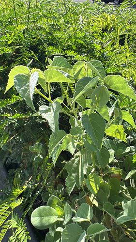 Abutilon incanum observed 2025-06-20