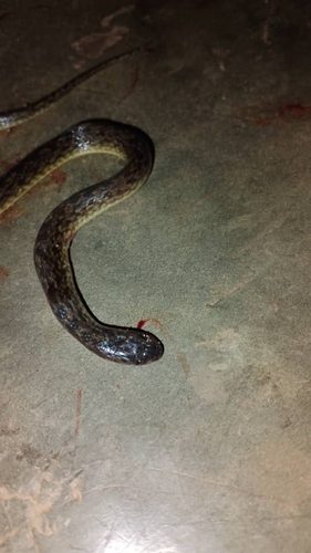 Hallowell's Ground Snake