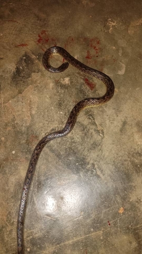 Hallowell's Ground Snake