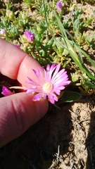 Lampranthus sociorum