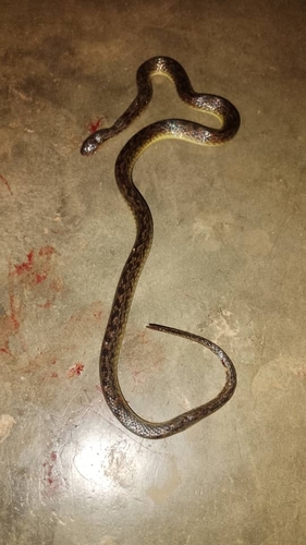 Hallowell's Ground Snake