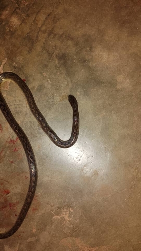 Hallowell's Ground Snake