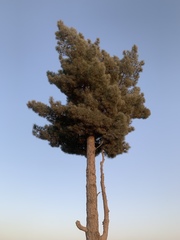 Pinus brutia eldarica