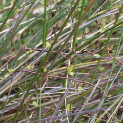 Muehlenbeckia complexa complexa