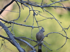 Ptiliogonys cinereus