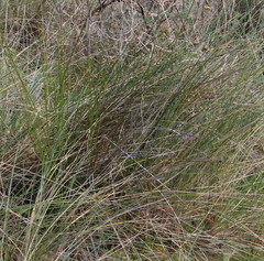 Muehlenbeckia complexa complexa