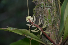 Peperomia pernambucensis