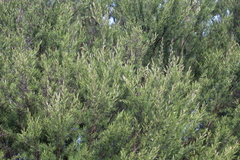 Kunzea linearis