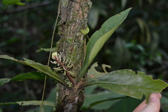 Peperomia pernambucensis