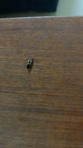 German Cockroach