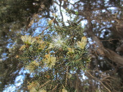 Melaleuca cuticularis