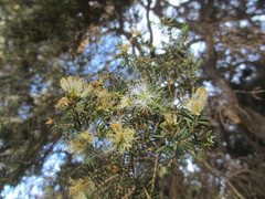 Melaleuca cuticularis