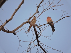 Haemorhous mexicanus