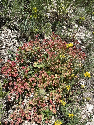Euphorbia petrophila, photograph 3
