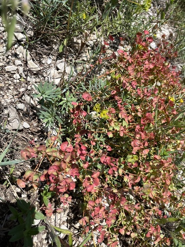 Euphorbia petrophila, photograph 4