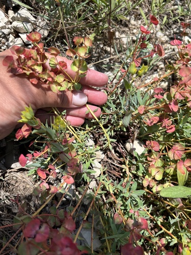 Euphorbia petrophila, photograph 5